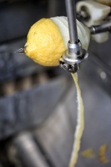 Limoncello & Tradizione: Degustazione e Corso di Preparazione-1